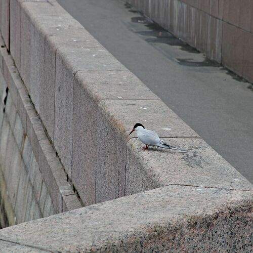 Photo #13728772