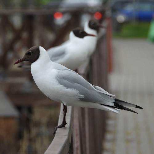 Photo #13728781