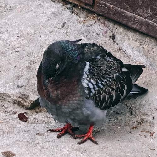 Photo #13729008