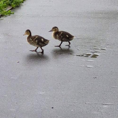 Photo #13729035