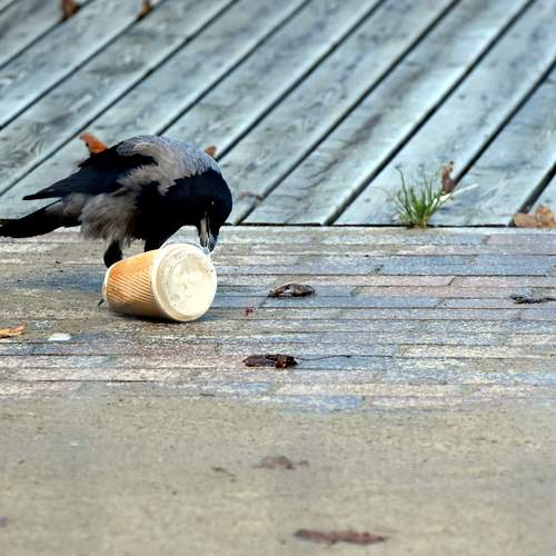 Photo #13729041