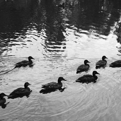 Photo #13729060