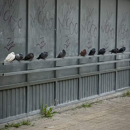 Photo #13729094