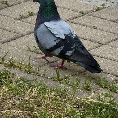 Photo #13729095