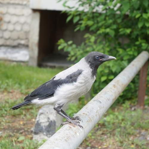 Photo #13729148
