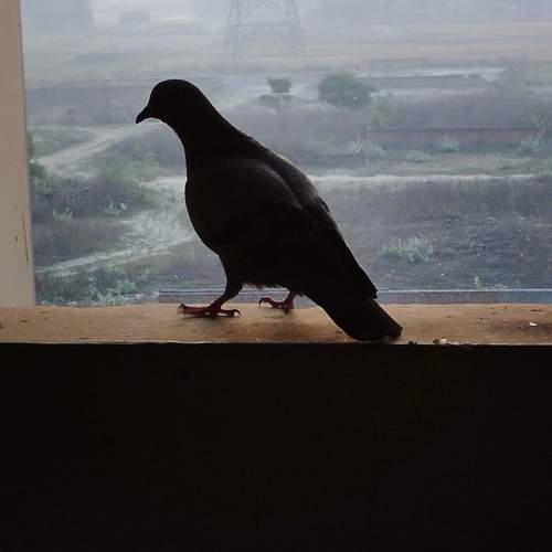 Photo #13729278