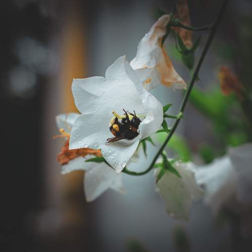 Photo #13729375