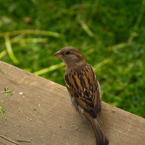 Photo #13729379