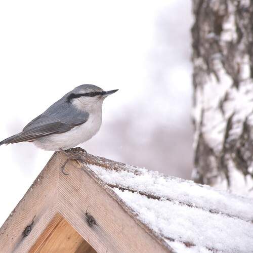 Photo #13729412