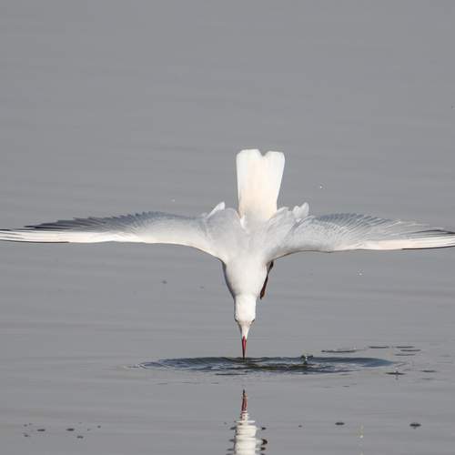 Photo #13729494