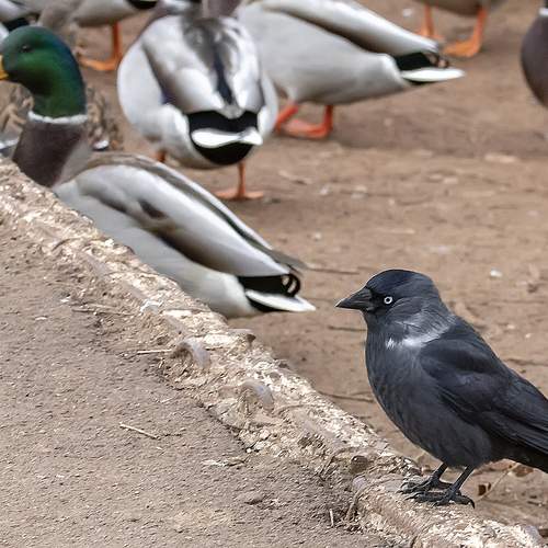 Photo #13729676