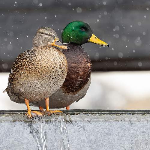 Photo #13729691