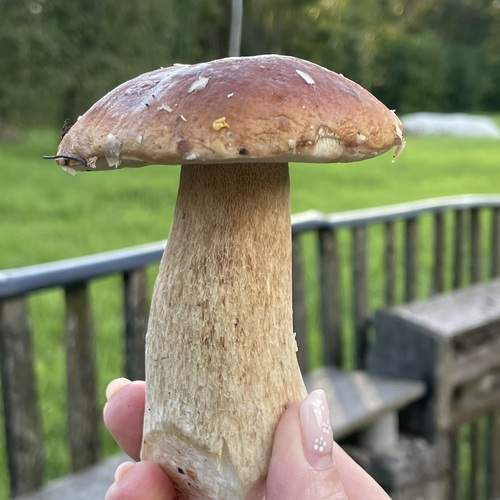 Photo #13729752