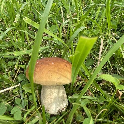 Photo #13729753