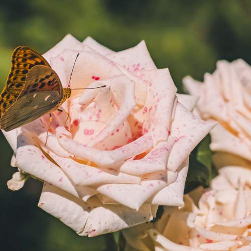 Photo #13729883