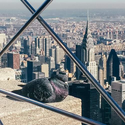 Empire State Building Dove
