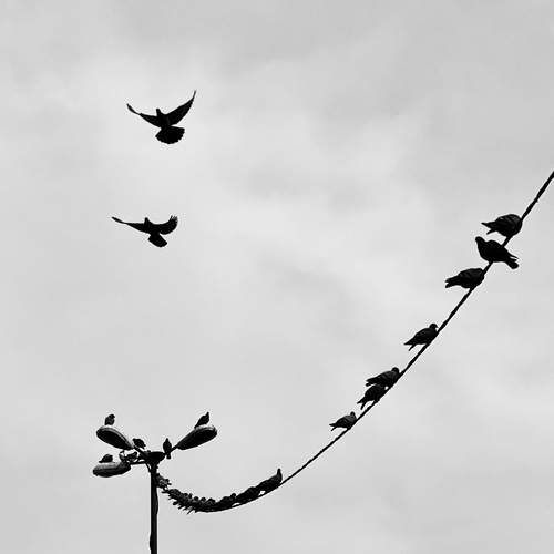 Birds in Tehran