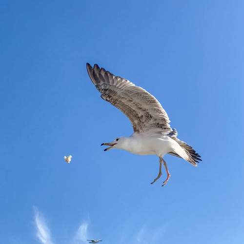 Birds in Istanbul