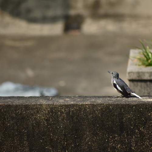 Photo #13729981