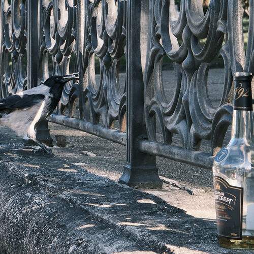 Photo #13730009