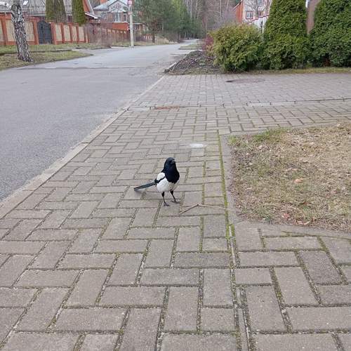 Photo #13730046