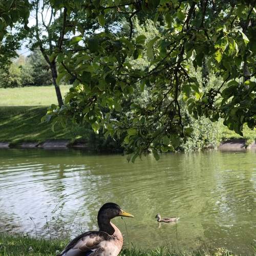 Photo #13730114