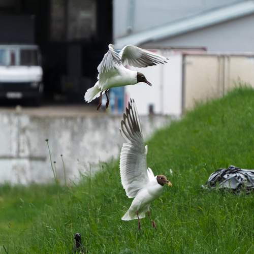 Photo #13730134
