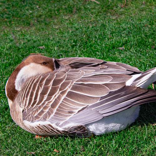 One beautiful wild swan goose sleeping peacefully on the green grass lawn in the public city park during a sunny day