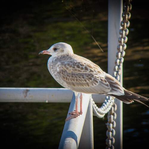 Photo #13730277