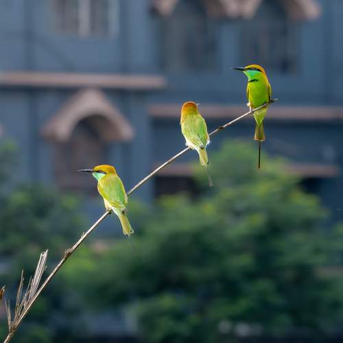 Rakesh Murmu
