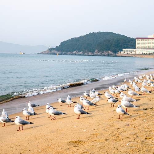 Closeup view of seagull on Haundae beach, Busan