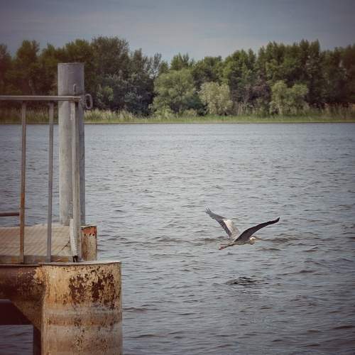 Photo #13730372