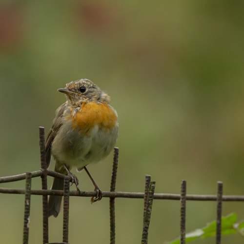 Photo #13730457
