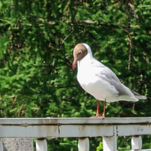 Photo #13730484