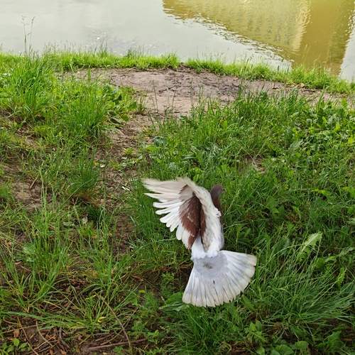 Photo #13730485