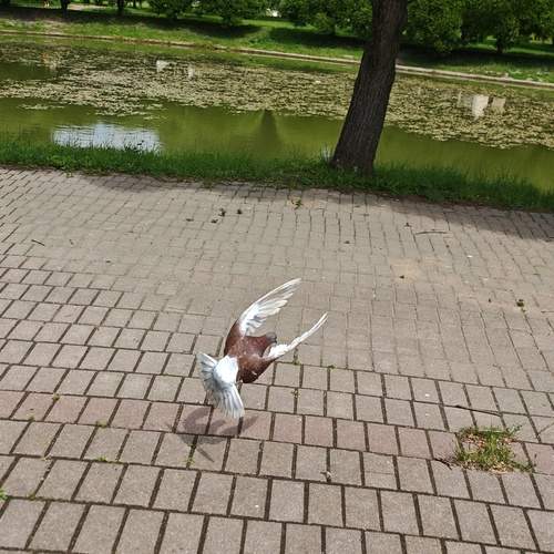 Photo #13730486