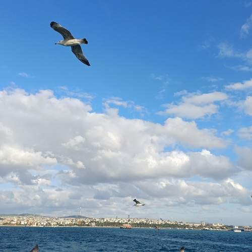 Photo #13730493