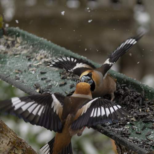 Photo #13730593