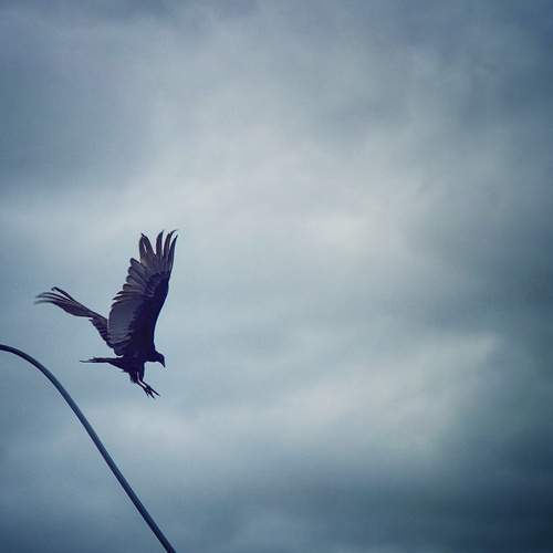 Photo #13730689