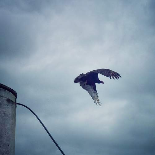 Photo #13730691