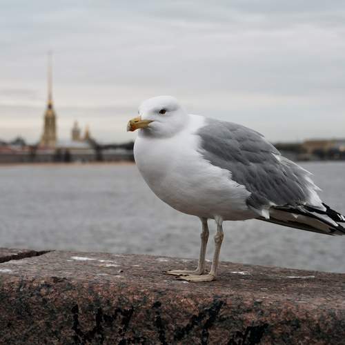Photo #13730831