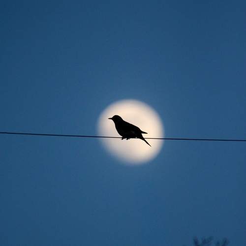 Photo #13730835
