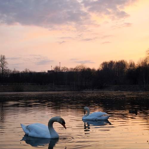 Photo #13730904