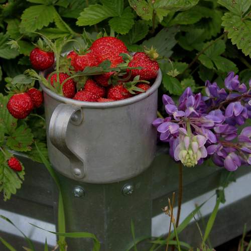 Photo #13730918