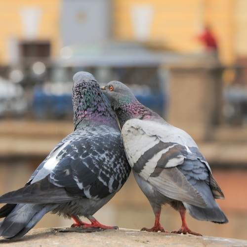 Photo #13730988