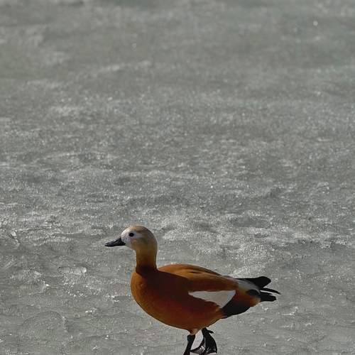 Photo #13731024