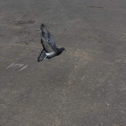 Photo #13731392