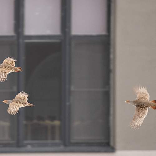 Photo #13731394