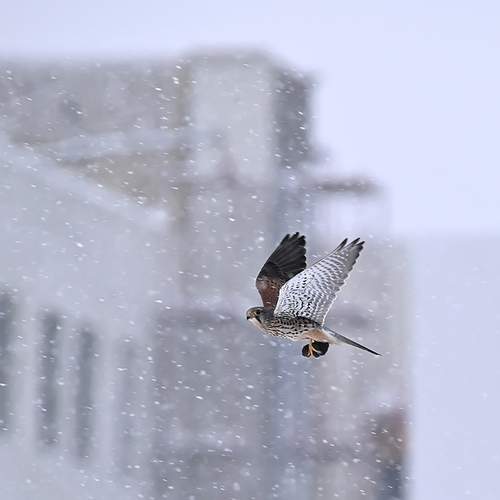 Photo #13731396