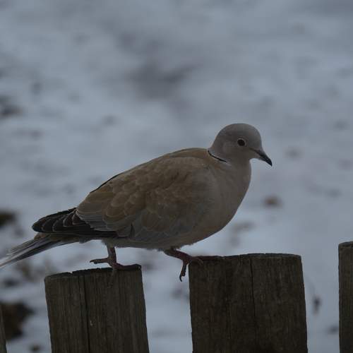 Photo #13731640